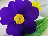 Sample 6 – Primula
