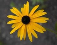 Sample 6 – Black eyed susan