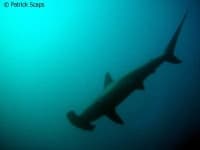 Sample 3 – Hammerhead