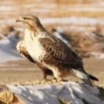 Sample 2 – Rough leg buzzard