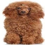 Sample 5 – Poodle