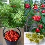 Sample 1 – Capsicum