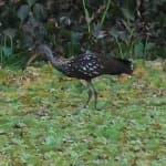 Sample of Limpkin