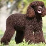 Sample 5 – Irish spaniel