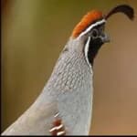 Sample 2 – Gambels quail