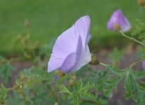 Sample 1 – Pelargonium