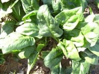 Sample 5 – Spinach