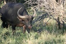 Sample 4 – Water buffalo