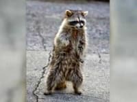 Sample 4 – Raccoon