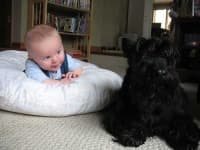 Sample 2 – Scotch terrier