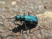 Sample 3 – Tiger beetle