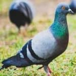 Sample 6 – Rock dove