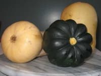 Sample 2 – Acorn squash