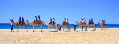 Sample 4 – Camel