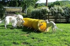 Sample 6 – Borzoi