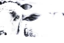 Sample 2 – Cattle