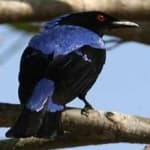 Sample 5 – Fairy bluebird