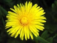 Sample 4 – Common dandelion