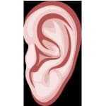 Sample 4 – Ear