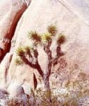 Sample 2 – Joshua tree