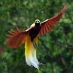 Sample 15 – Bird of paradise bird