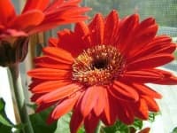 Sample 2 – Barbeton daisy