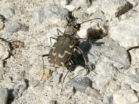 Sample 1 – Tiger beetle