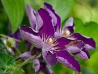 Sample 6 – Clematis