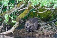 Sample 1 – Beaver