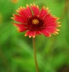 Sample 5 – Blanket flower