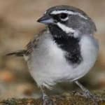 Sample 3 – Black throated sparrow