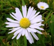 Sample 1 – Daisy