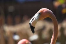 Sample 5 – Flamingo
