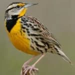 Sample 4 – Eastern meadowlark