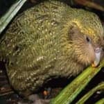 Sample 4 – Kakapo