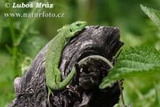 Sample 6 – Green lizard