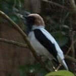 Sample 4 – Bearded bellbird