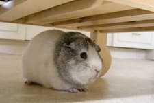 Sample 4 – Guinea pig