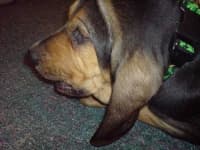 Bloodhound image dataset preview