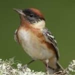 Sample 5 – Bay breasted warbler