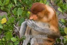 Sample 3 – Proboscis monkey
