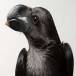 Sample 1 – White necked raven