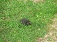 Sample 6 – Porcupine