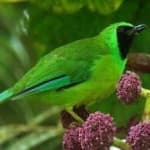 Sample 5 – Bornean leafbird