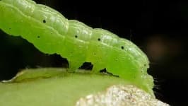 Sample 2 – Caterpillar