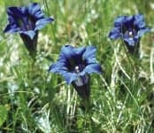 Sample 5 – Stemless gentian