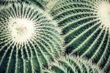 Sample 5 – Cactus