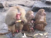 Sample 4 – Baboon