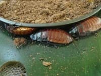 Sample 6 – Cockroach