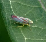 Sample 3 – Leafhopper